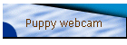 Puppy webcam